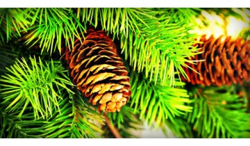 Pine Bark Shortens Cold Duration
